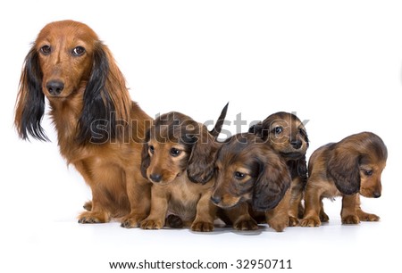 Dog Breeds Dachshund