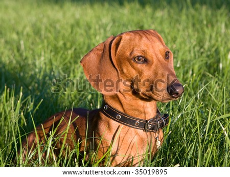 portrait of a dog in the rays of the setting sun