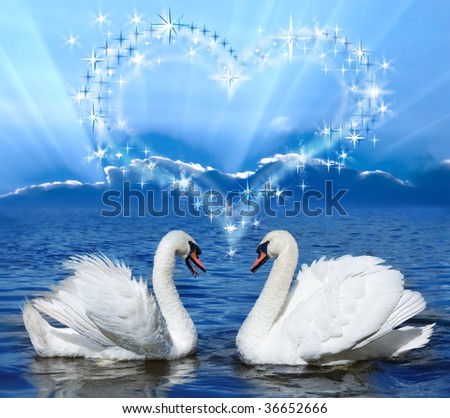 image of lovers. stock photo : pair of lovers swans