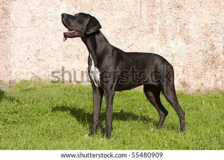 Black Great Danes on Old Great Dane Puppy With Blue Ball Find Similar Images