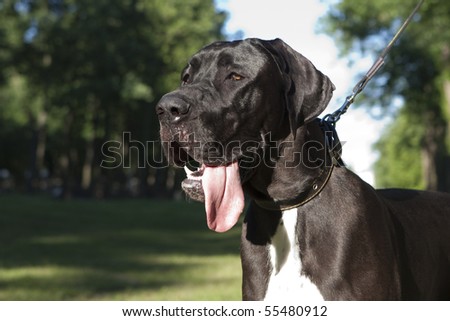 Black Great Danes on Old Great Dane Puppy With Blue Ball Find Similar Images