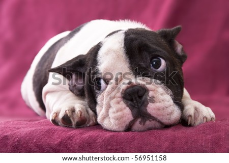 French Bulldog Puppies on Puppy French Bulldog Stock Photo 56951158   Shutterstock