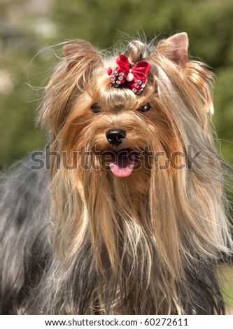 yorkie, Yorkshire Terrier sitting on the grass