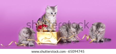 kittens packed holiday gift and attach the gold ribbon