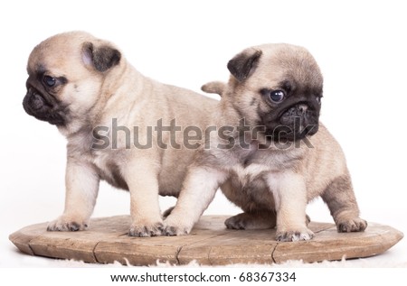purebred pug puppies