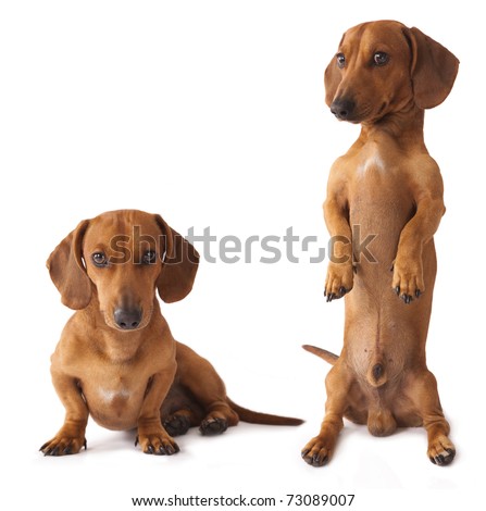 Dachshund Legs