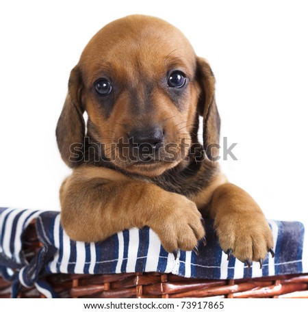 Daschund Puppies on Dachshund Puppy Stock Photo 73917865   Shutterstock