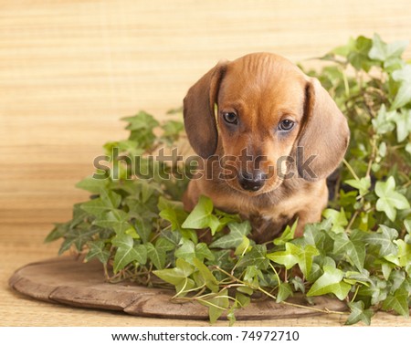 dachshund puppy among the ivy leaves