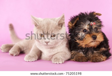 Pictures Of Kittens To Color. kitten rare color (lilac)