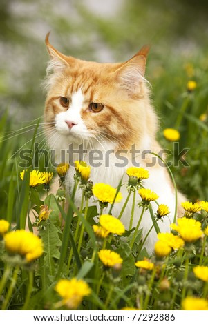 cat breed Mei Kung walks in the meadow among the dandelions