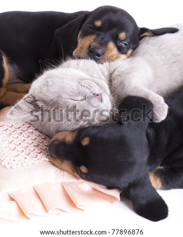 British kitten rare color (lilac) and puppies dachshund