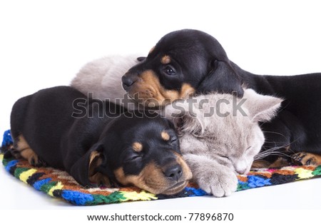 British kitten rare color (lilac) and puppies dachshund