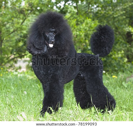 Black Royal poodle portriat