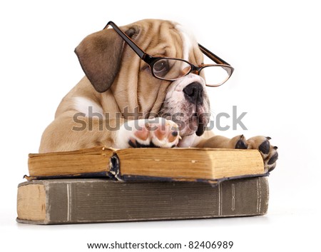 purebred english Bulldog in glasses and book purebred english Bulldog in glasses and book
