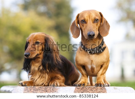 Miniature dachshund longhaired  and dachshund