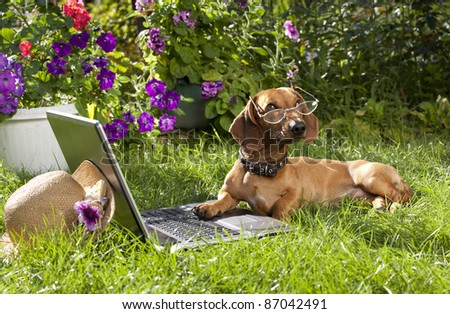 clever dog dachshund in glasses and laptop computer