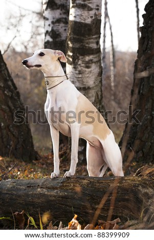 Whippet Hunting