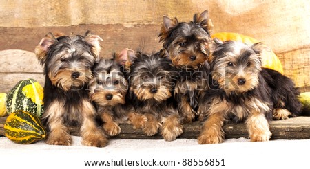 group of puppies of breed Yorkshire Terrier