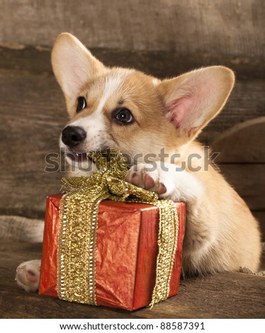 Cardigan Welsh Corgi Dog Breed and New Year\'s gift in a box with a ribbon