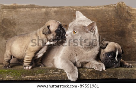 french bulldog puppy and British kitten