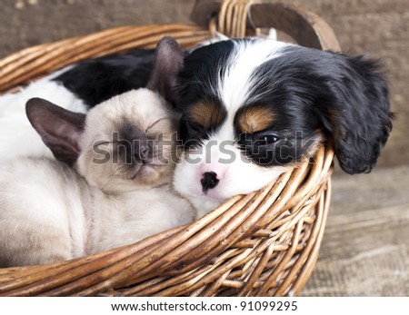 spanie puppy and kitten