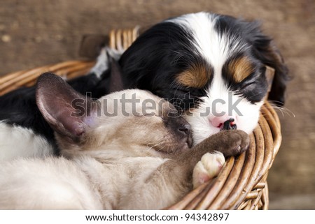 spaniel  puppy and kitten