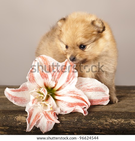 puppy spitz and  flowers