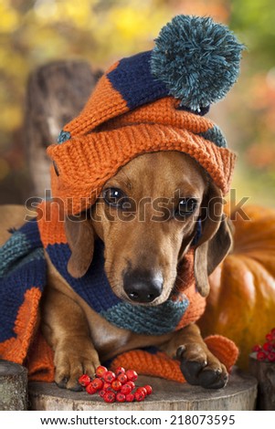dog knitted hat and scarf