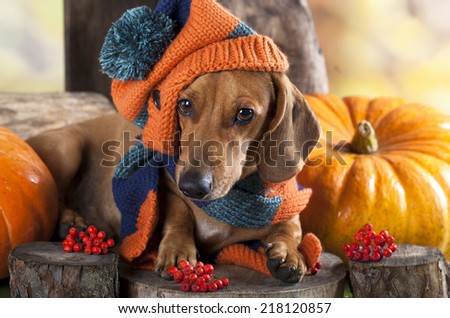 dog knitted hat and scarf, dachshund