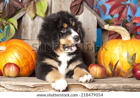 puppy Bernese mountain dog and pumpkin