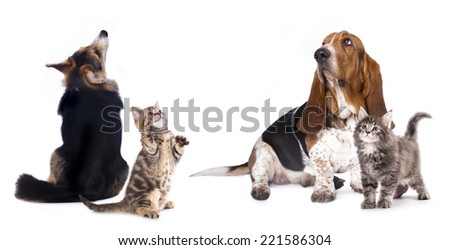 group of dog  kitten  and standing on hind legs, kitten looking up