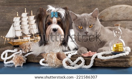cat and dog, dachshund and british cat