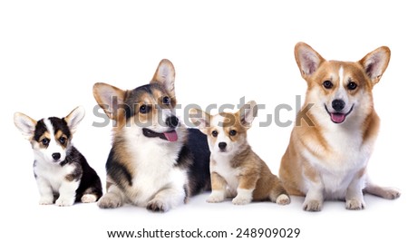 Pembroke Welsh Corgi family dog