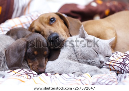 British cat  and dog dachshund