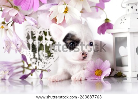 Chihuahua hua puppy and  flowers