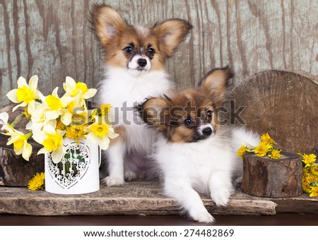 Butterfly dog, papillon puppies