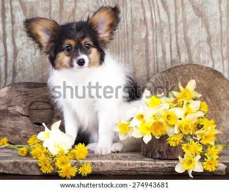 Butterfly dog, papillon puppies