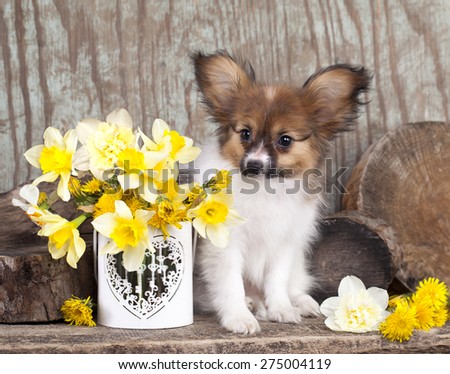 papillon puppy and spring flowers