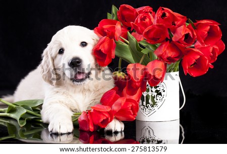 golden retriver puppy and spring flowers