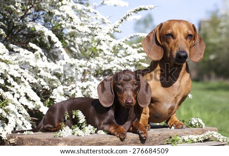 dachshund chocolate puppy and red dog dachshund