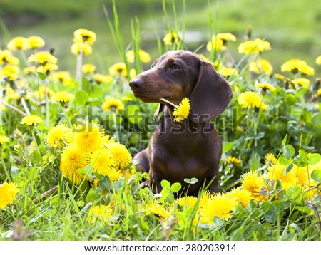 purebred miniature dachshund and dandelions
