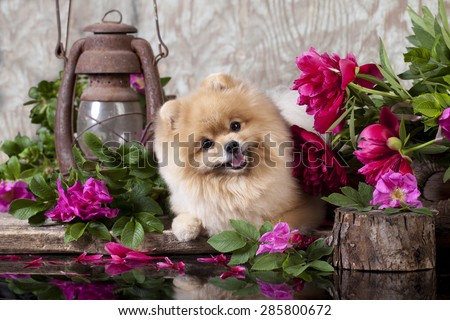 puppy pomeranian and flowers