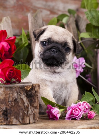 pug puppy and flower roses
