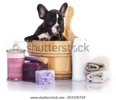 puppy bath time - French  bulldog puppy in wooden wash basin with soap suds