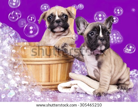 French bulldog puppies  in wooden wash basin with soap suds