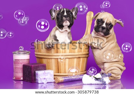 French bulldog puppies in wooden wash basin with soap bubble