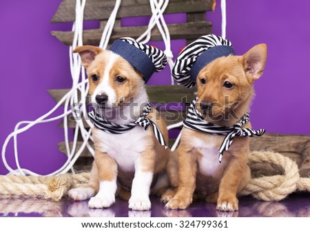 puppy sailor hat