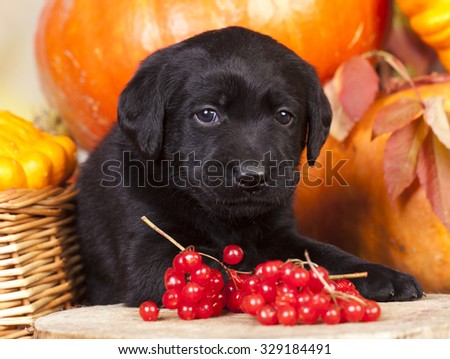 black labrador puppy and berries