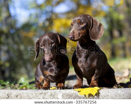 tvo dachshund rabbit dogs on autumn forest with leaves