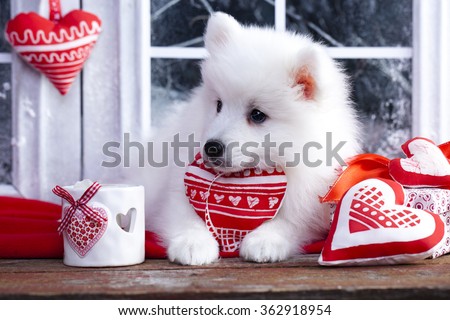 valentine havanese puppy dog with a red heart
